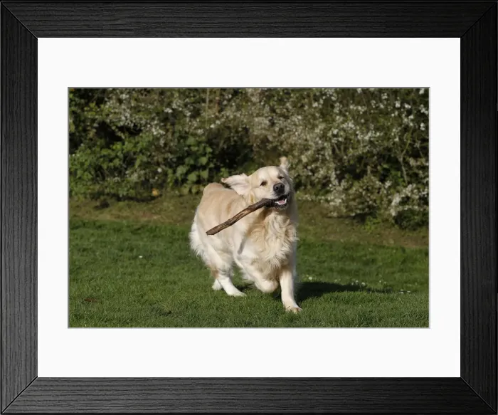 Framed Print : Picture No. 10887734