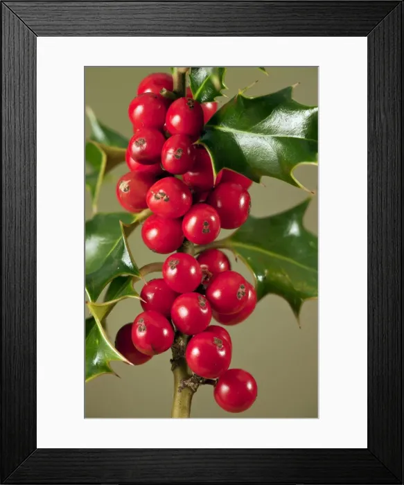 Framed Print : Picture No. 10887175 Framed Print : Picture No. 10887175