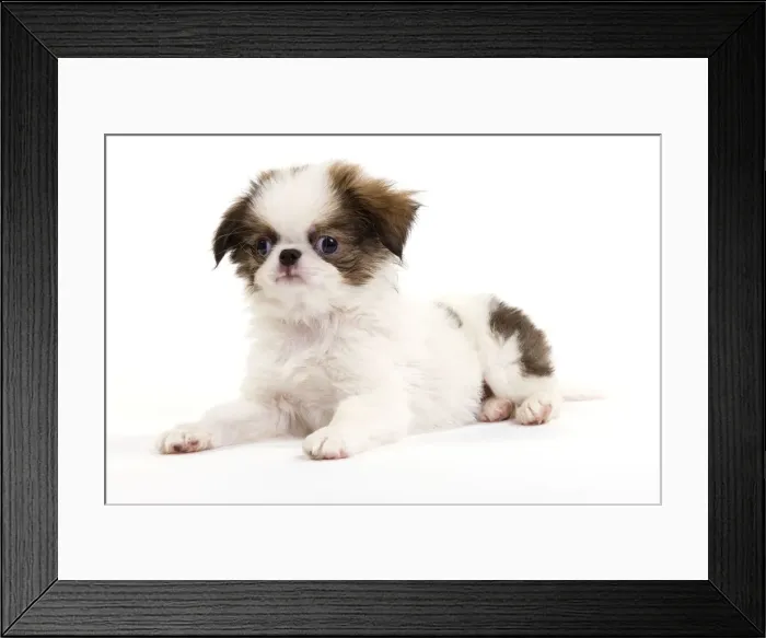 Framed Print : Picture No. 10888034 Framed Print : Picture No. 10888034