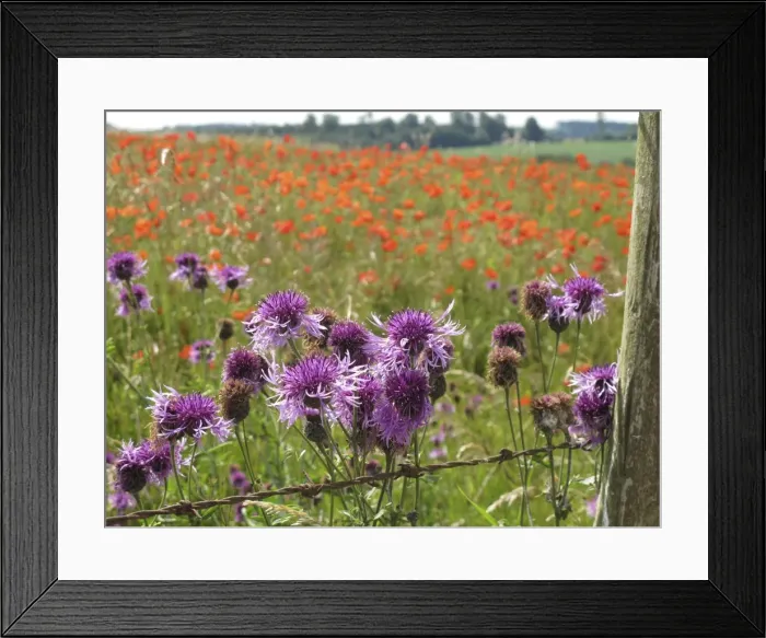 Framed Print : Picture No. 10887528 Framed Print : Picture No. 10887528