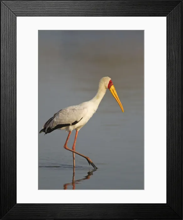 Framed Print : Picture No. 10887278