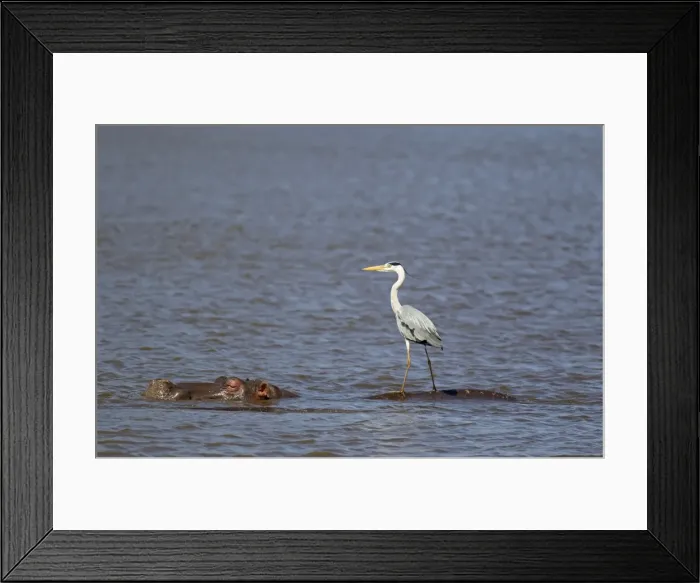 Framed Print : Picture No. 10887235 Framed Print : Picture No. 10887235