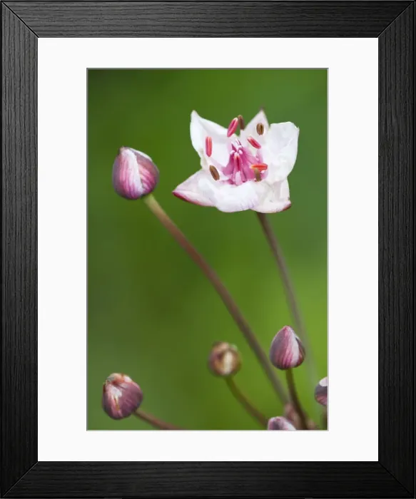 Framed Print : Picture No. 10887299 Framed Print : Picture No. 10887299
