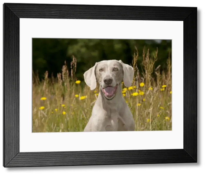 Framed Print : Picture No. 10887455
