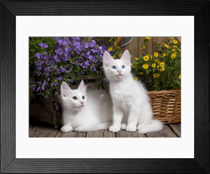 Framed Print : Picture No. 10887944 Framed Print : Picture No. 10887944