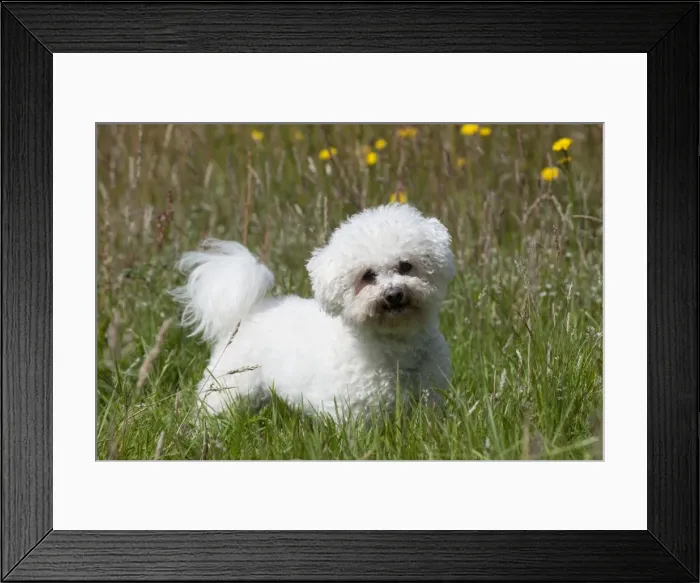 Framed Print : Picture No. 10887510 Framed Print : Picture No. 10887510