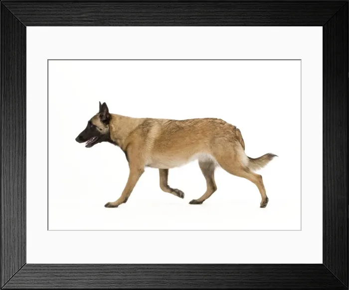 Framed Print : Picture No. 10887998 Framed Print : Picture No. 10887998