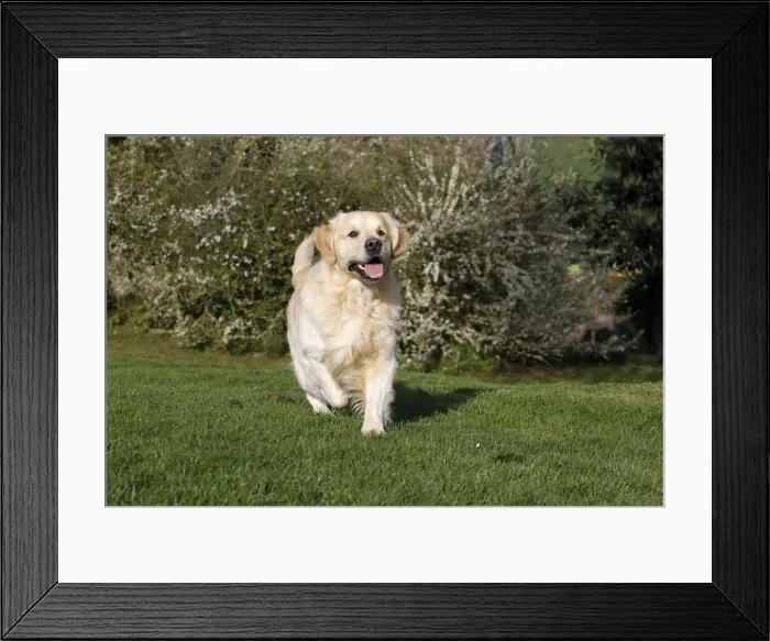 Framed Print : Picture No. 10887736 Framed Print : Picture No. 10887736