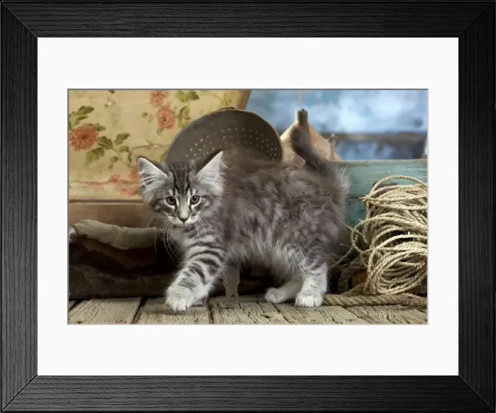 Framed Print : Picture No. 10887793 Framed Print : Picture No. 10887793