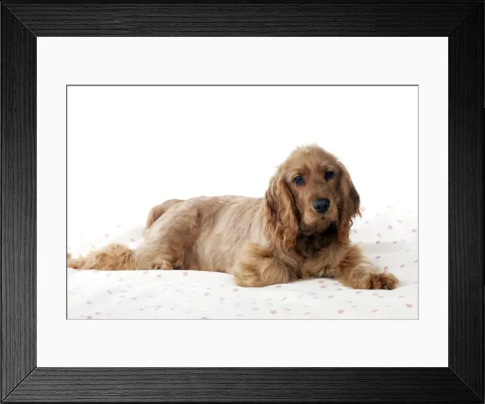 Framed Print : Picture No. 10887431