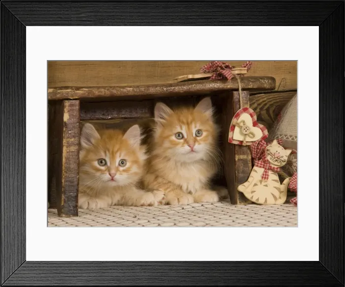 Framed Print : Picture No. 10887713 Framed Print : Picture No. 10887713