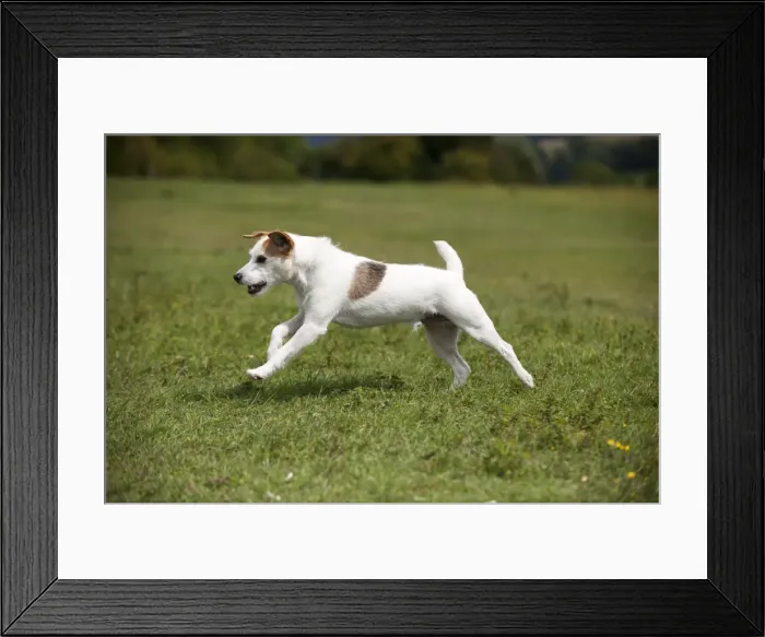 Framed Print : Picture No. 10887453 Framed Print : Picture No. 10887453