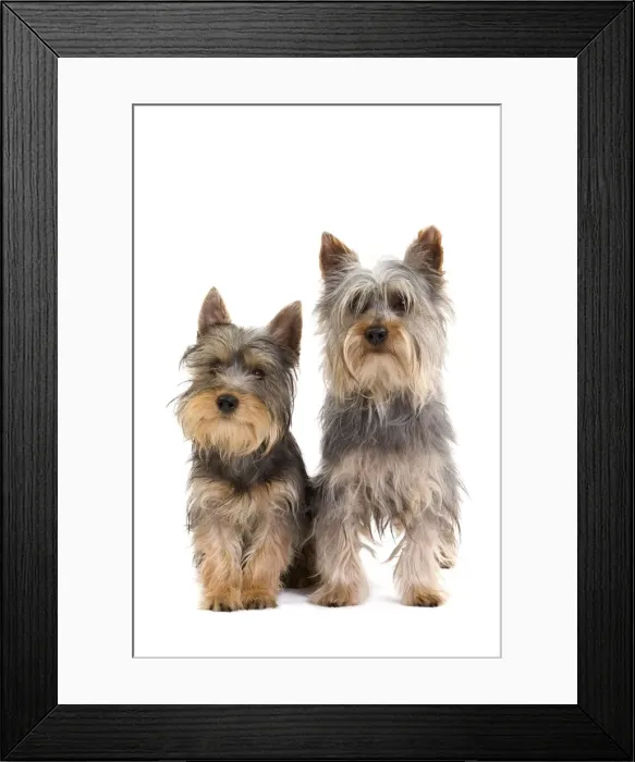Framed Print : Picture No. 10888042 Framed Print : Picture No. 10888042