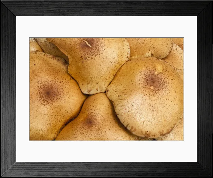 Framed Print : Picture No. 10887324 Framed Print : Picture No. 10887324