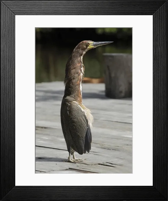 Framed Print : Picture No. 10887936 Framed Print : Picture No. 10887936