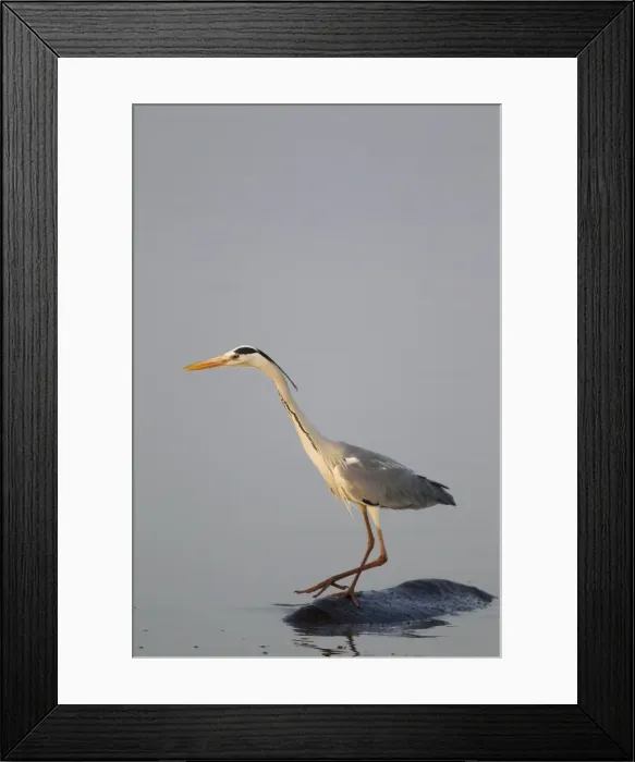 Framed Print : Picture No. 10887233 Framed Print : Picture No. 10887233