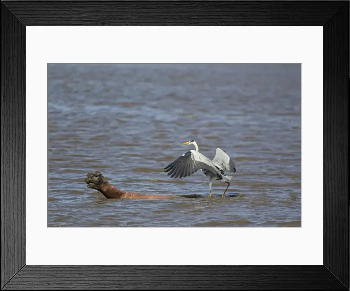 Framed Print : Picture No. 10887239 Framed Print : Picture No. 10887239