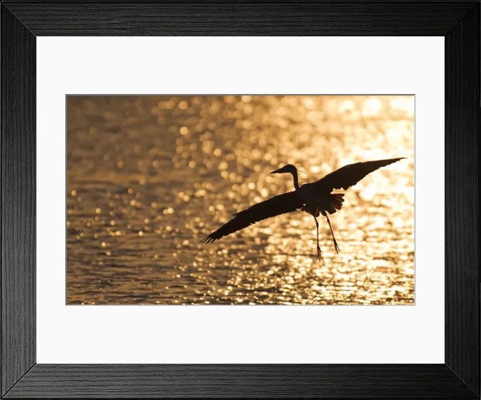 Framed Print : Picture No. 10887253 Framed Print : Picture No. 10887253
