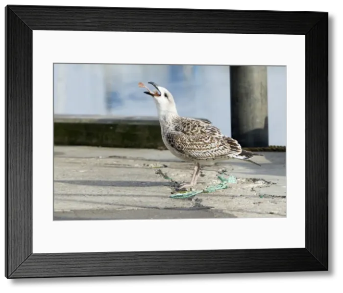Framed Print : Picture No. 10887348 Framed Print : Picture No. 10887348