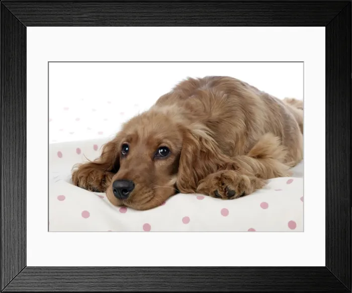 Framed Print : Picture No. 10887433 Framed Print : Picture No. 10887433
