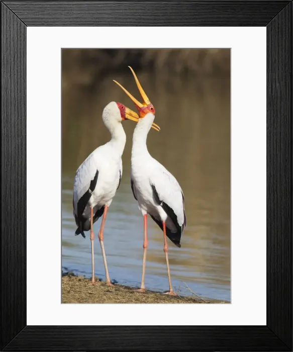 Framed Print : Picture No. 10887270 Framed Print : Picture No. 10887270