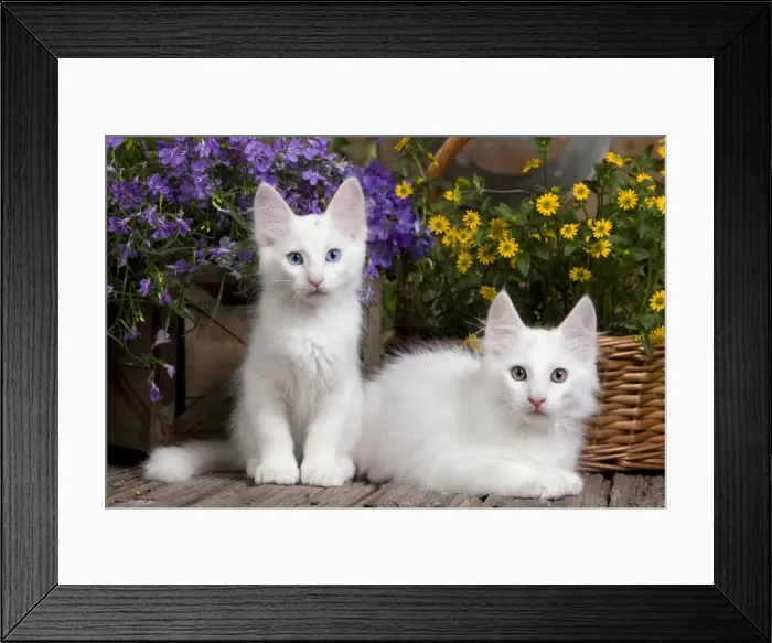 Framed Print : Picture No. 10887945 Framed Print : Picture No. 10887945