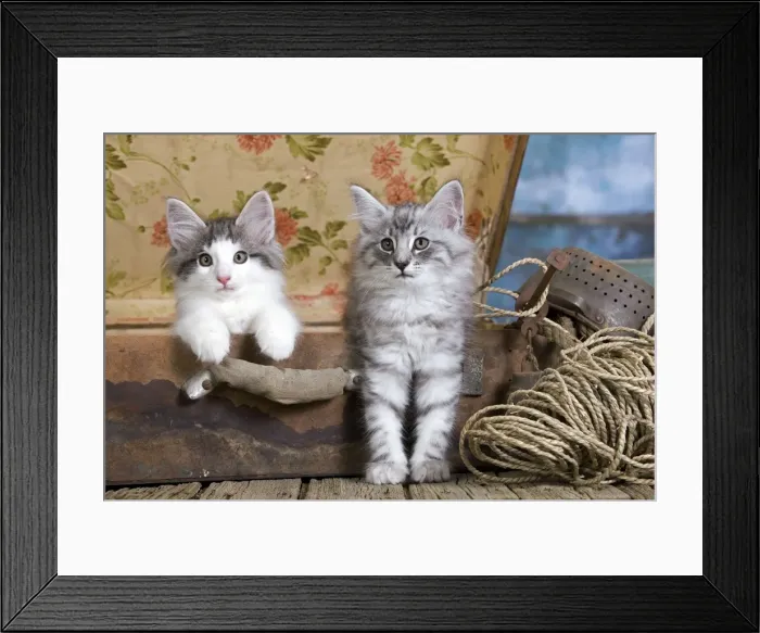 Framed Print : Picture No. 10887785 Framed Print : Picture No. 10887785