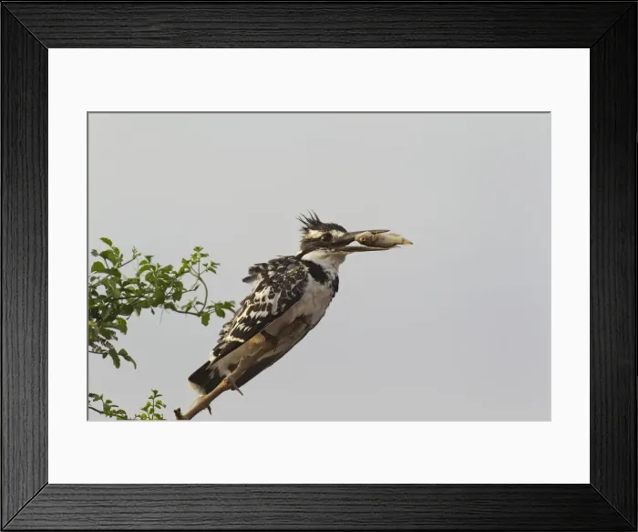 Framed Print : Picture No. 10887262 Framed Print : Picture No. 10887262