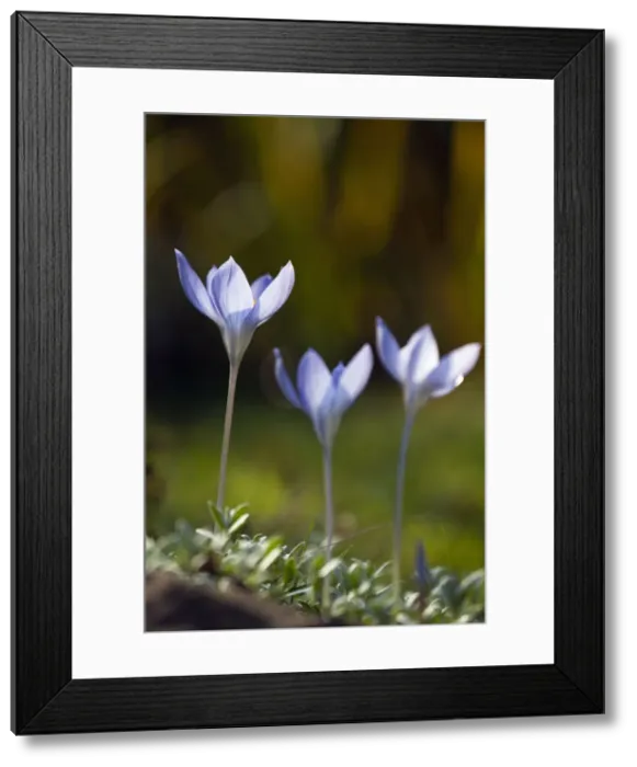 Framed Print : Picture No. 10887300 Framed Print : Picture No. 10887300