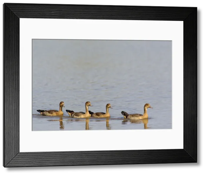 Framed Print : Picture No. 10887225