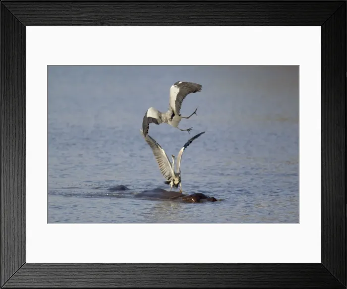 Framed Print : Picture No. 10887290 Framed Print : Picture No. 10887290