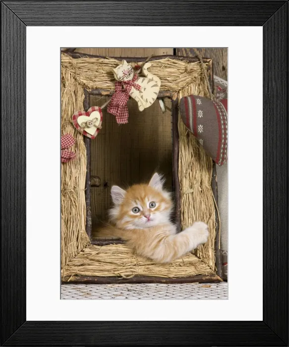 Framed Print : Picture No. 10887718 Framed Print : Picture No. 10887718