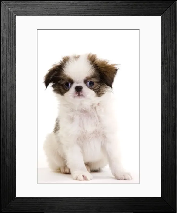 Framed Print : Picture No. 10888033 Framed Print : Picture No. 10888033