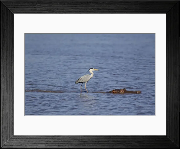 Framed Print : Picture No. 10887286 Framed Print : Picture No. 10887286