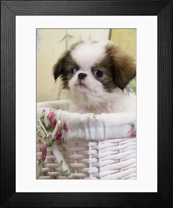 Framed Print : Picture No. 10888030 Framed Print : Picture No. 10888030