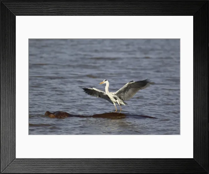 Framed Print : Picture No. 10887238 Framed Print : Picture No. 10887238