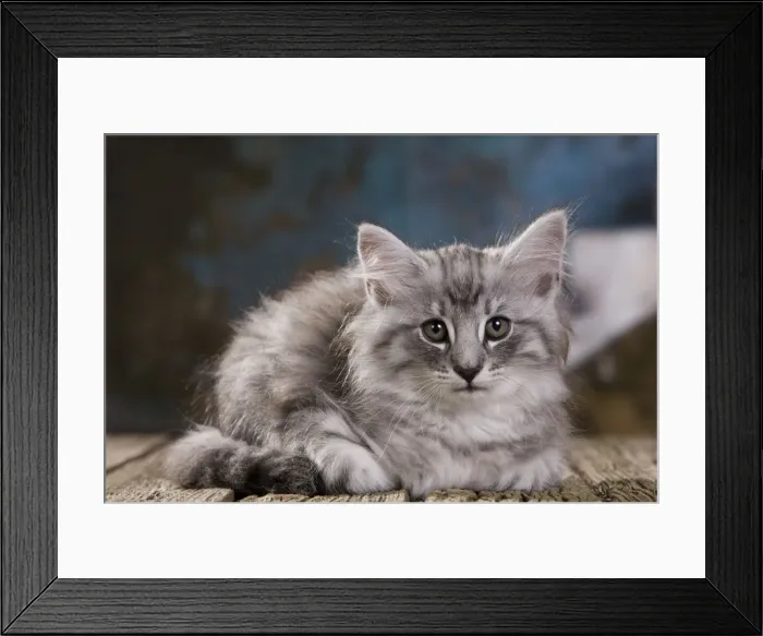 Framed Print : Picture No. 10887758 Framed Print : Picture No. 10887758