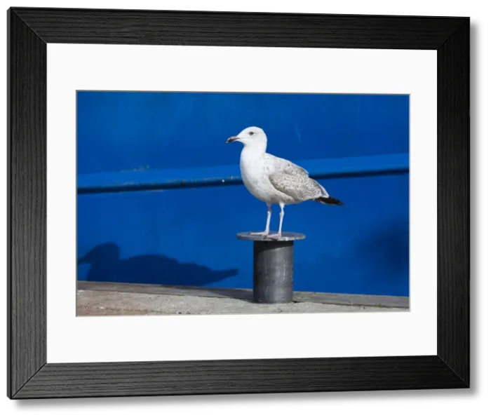 Framed Print : Picture No. 10887345