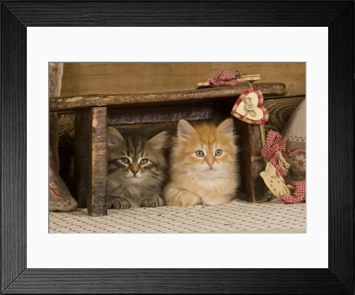Framed Print : Picture No. 10887711 Framed Print : Picture No. 10887711