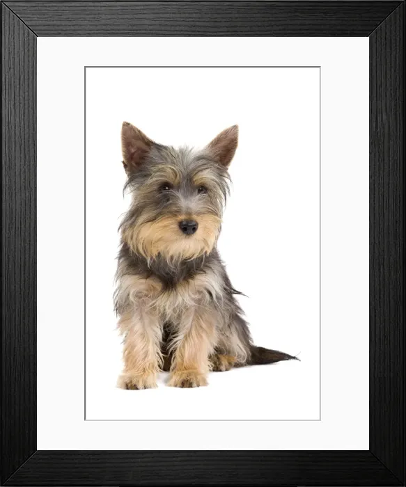 Framed Print : Picture No. 10888041 Framed Print : Picture No. 10888041