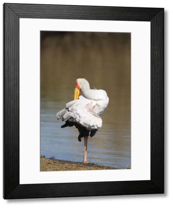 Framed Print : Picture No. 10887276 Framed Print : Picture No. 10887276