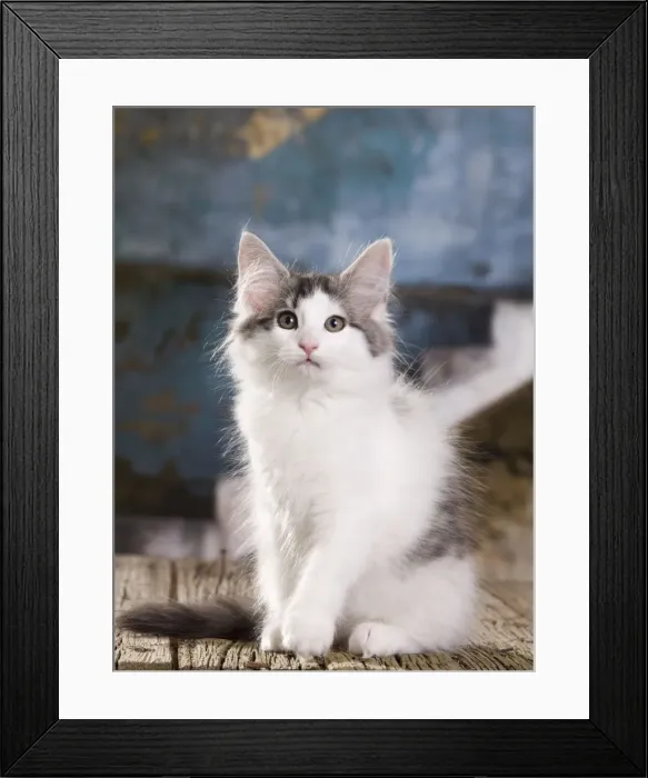 Framed Print : Picture No. 10887753 Framed Print : Picture No. 10887753