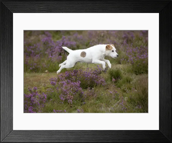 Framed Print : Picture No. 10887450 Framed Print : Picture No. 10887450