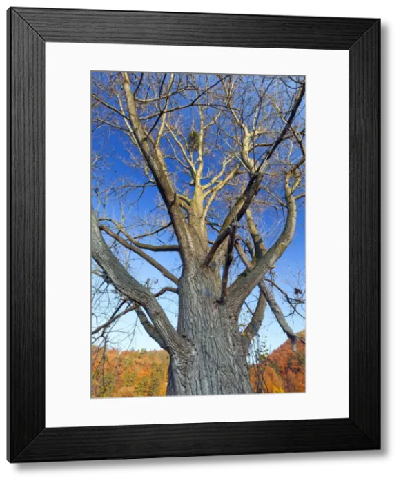 Framed Print : Picture No. 10887342 Framed Print : Picture No. 10887342