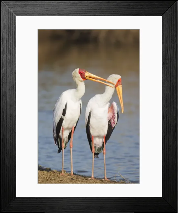Framed Print : Picture No. 10887273 Framed Print : Picture No. 10887273
