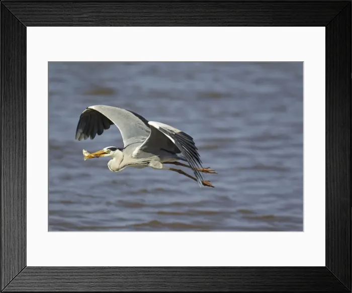 Framed Print : Picture No. 10887242 Framed Print : Picture No. 10887242