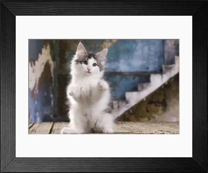 Framed Print : Picture No. 10887755 Framed Print : Picture No. 10887755