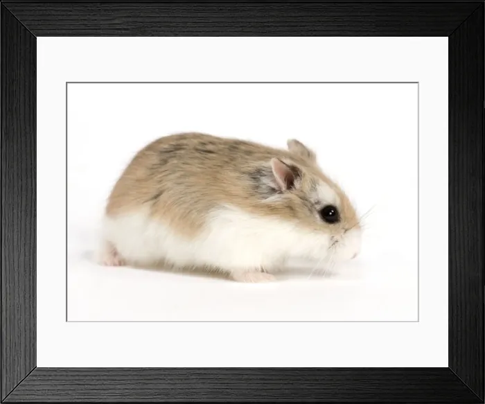 Framed Print : Picture No. 10888005 Framed Print : Picture No. 10888005