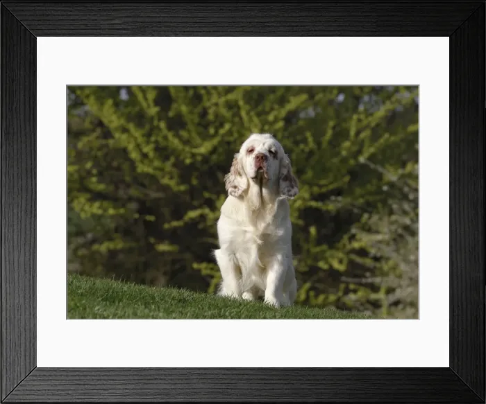 Framed Print : Picture No. 10887738 Framed Print : Picture No. 10887738