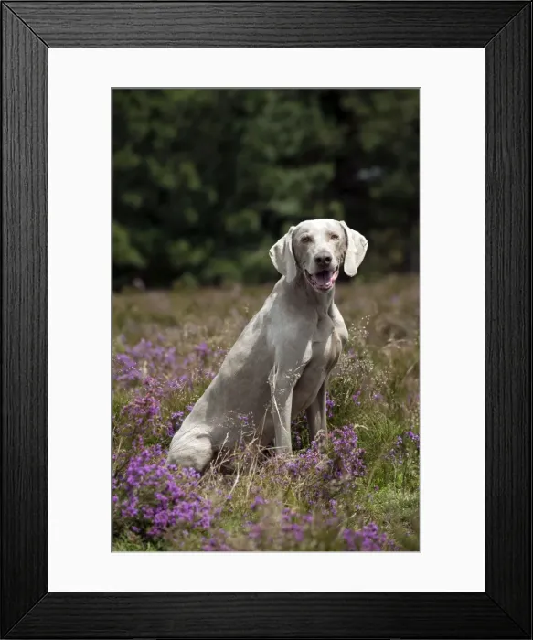 Framed Print : Picture No. 10887461 Framed Print : Picture No. 10887461